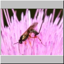 Glypta sp - Schlupfwespe w01e 8mm - Niedringhaussee det06.jpg